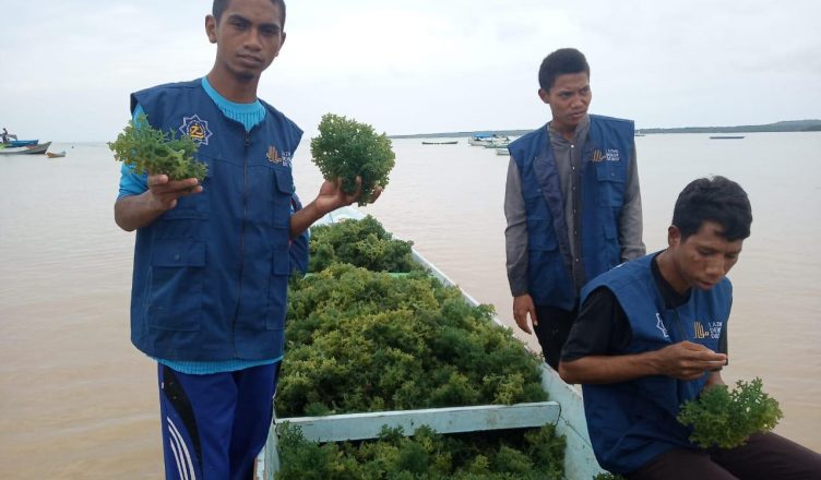 Pembukaan Lahan Rumput Laut Untuk Memandirikan Mahasiswa ADI Kupang